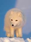 Arctic fox in snow during winter at Gronfjorden in Nordenskiold Land, Norway, Svalbard. Art Print